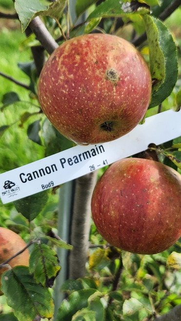 Cannon Pearmain Custom Benchgraft